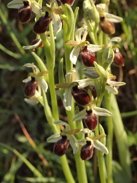 Ophrys araneola?